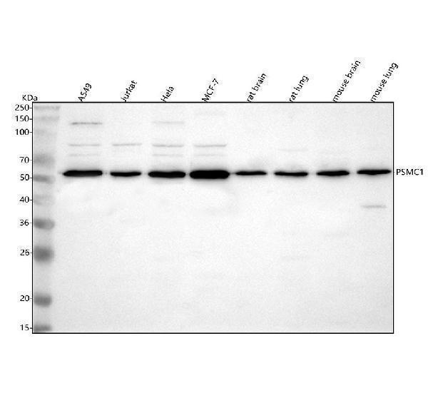  Western blot analysis of PSMC1 using anti-PSMC1 antibody (A05555-2)