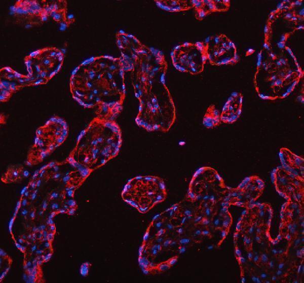 a05556 dynlt1 primary antibodies if testing 1