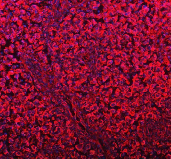 a05556 dynlt1 primary antibodies if testing 2