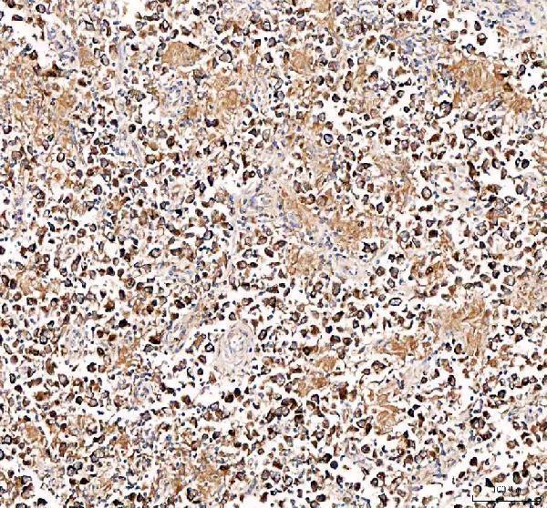 a05556 dynlt1 primary antibodies ihc testing 3_1