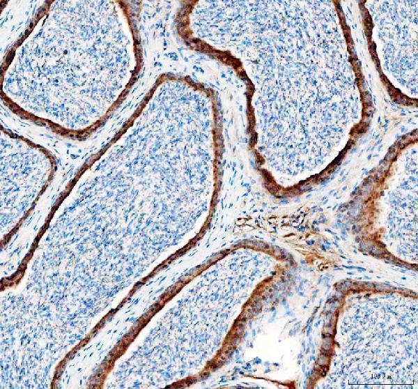 a05556 dynlt1 primary antibodies ihc testing 5
