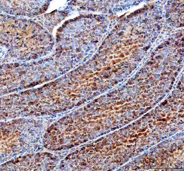 a05556 dynlt1 primary antibodies ihc testing 6