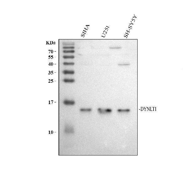 a05556 dynlt1 primary antibodies wb testing 1_1