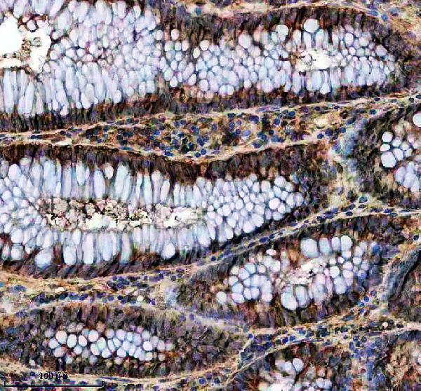 a05557 1 ethe1 primary antibodies ihc testing 1