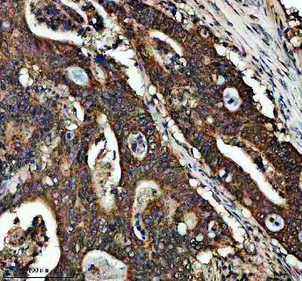 a05557 1 ethe1 primary antibodies ihc testing 2