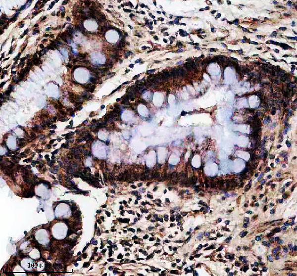 a05557 1 ethe1 primary antibodies ihc testing 3