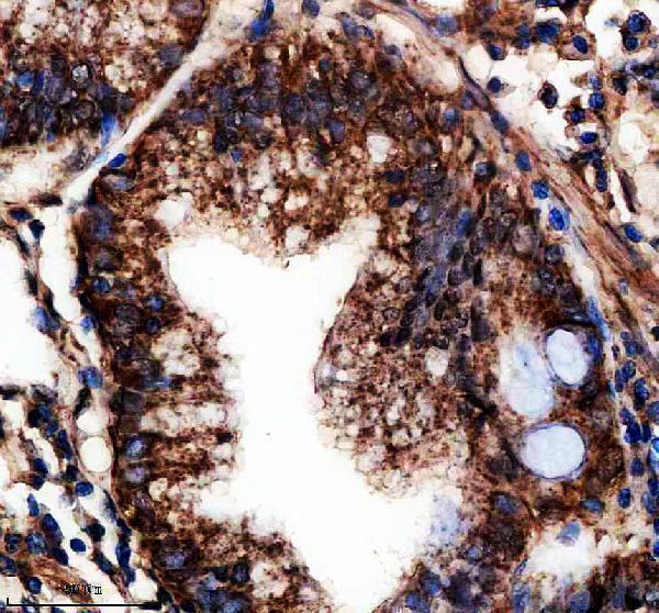 a05557 1 ethe1 primary antibodies ihc testing 4