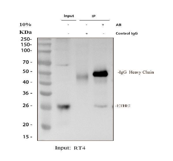 a05557 1 ethe1 primary antibodies ip testing 1