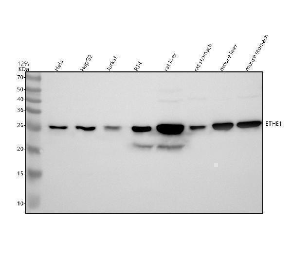 a05557 1 ethe1 primary antibodies wb testing 1
