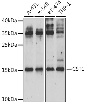 Western blot analysis of extracts of various cell lines, using CST1 Antibody  at 1:1000 dilution