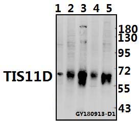 a05565 1 zfp36l2 primary antiboties wb testing 1