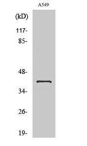 Western Blot analysis of various cells using TIS11D Polyclonal Antibody