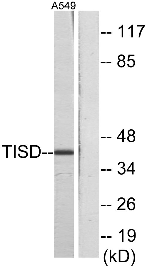 Western blot analysis of lysates from A549 cells, using TISD Antibody