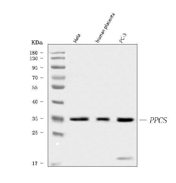 a05567 1 ppcs primary antibodies wb testing 1_1