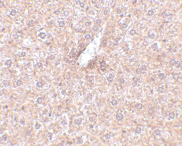 Immunohistochemistry of STEAP3 in mouse liver tissue with STEAP3 antibody at 2