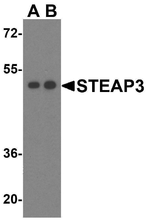Western blot analysis of STEAP3 in HeLa cell lysate with STEAP3 antibody at (A) 1 and (B) 2 μg/mL
