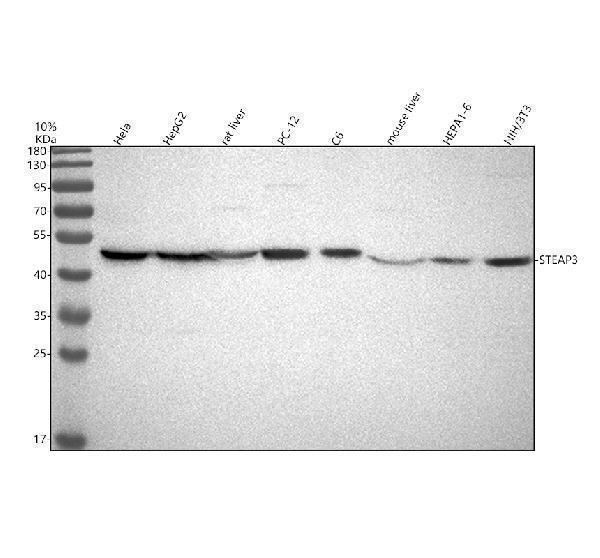 Western blot analysis of STEAP3 using anti-STEAP3 antibody (A05568-2)