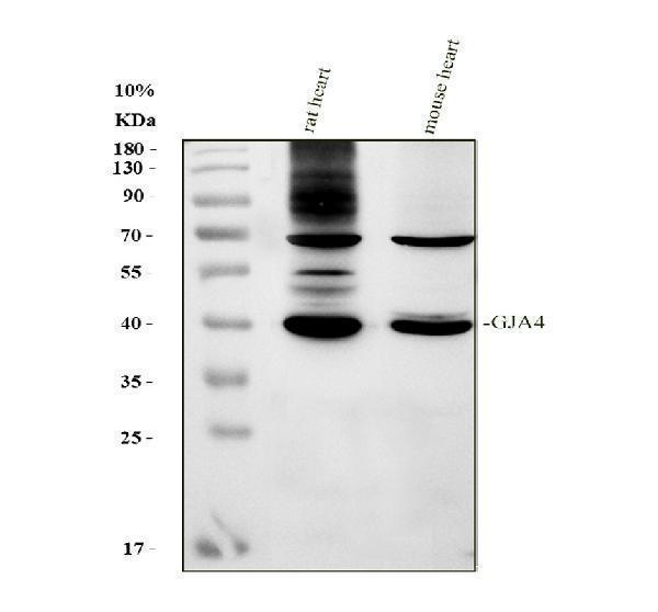 Western blot analysis of GJA4 using anti-GJA4 antibody (A05569-1)
