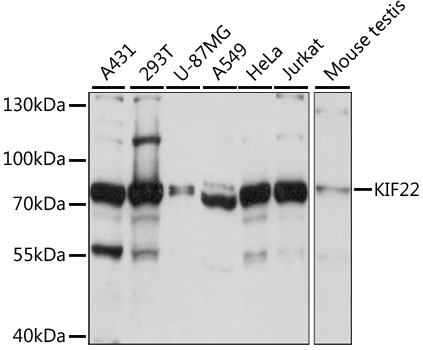 Western blot analysis of extracts of various cell lines, using KIF22 antibody  at 1:1000 dilution