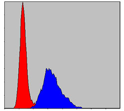 Flow cytometric analysis of NIH/3T3 cells using KID Monoclonal Antibody (blue) and negative control (red)