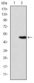 Western Blot analysis using KID Monoclonal Antibody against HEK293 (1) and KID-hIgGFc transfected HEK293 (2) cell lysate