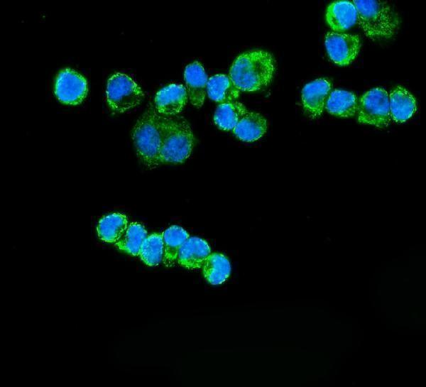 a05572 2 etfa primary antibodies if testing 6