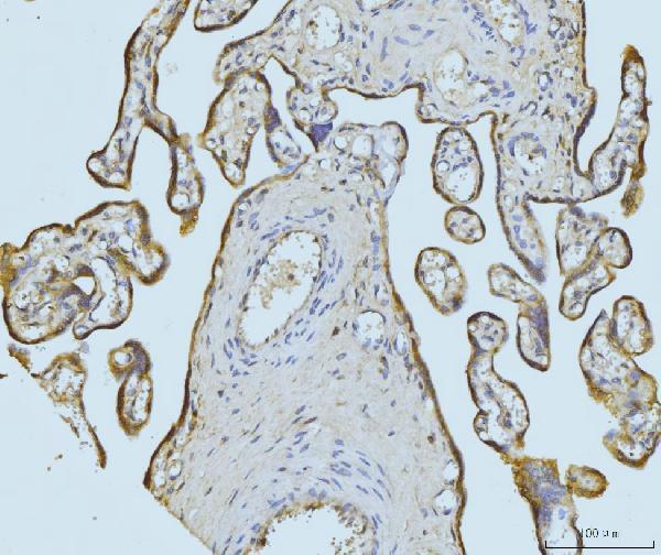a05572 2 etfa primary antibodies ihc testing 2