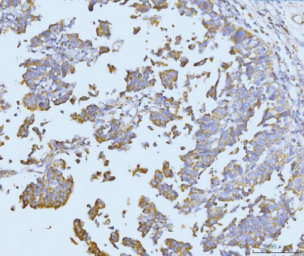 a05572 2 etfa primary antibodies ihc testing 4