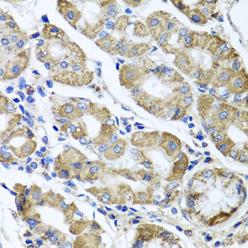 a05572 etfa primary antiboties ihc testing 3