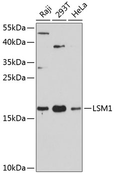 a05573 1 lsm1 primary antiboties wb testing 1