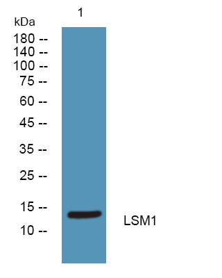 a05573 2 lsm1 primary antibodies wb testing 1