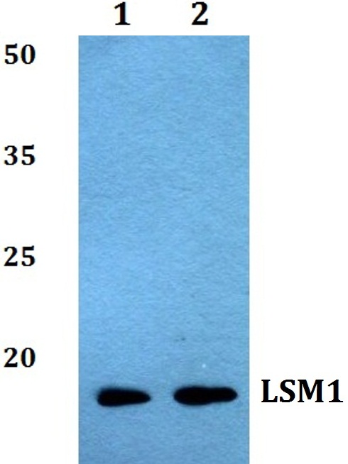 Western blot (WB) analysis of LSM1 polyclonal antibody at 1:500 dilution
Lane1:Hela whole cell lysate
Lane2:HEK293T whole cell lysate