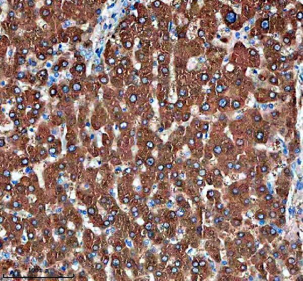  IHC analysis of PTPRE using anti-PTPRE antibody (A05574-1)