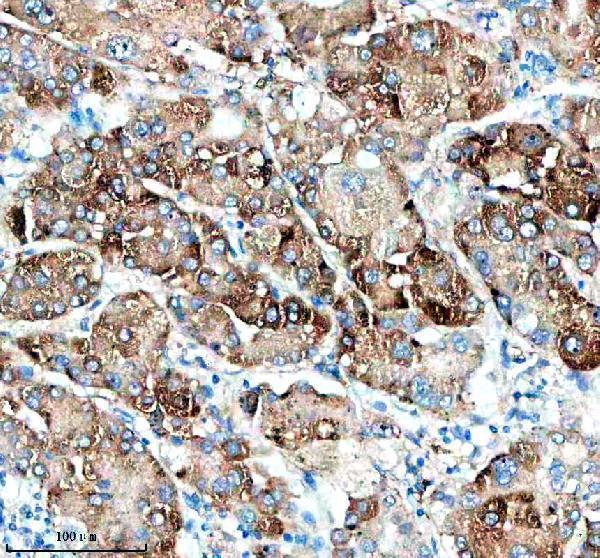 a05574 1 ptpre primary antibodies ihc testing 4