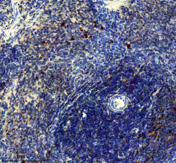 a05574 1 ptpre primary antibodies ihc testing 6