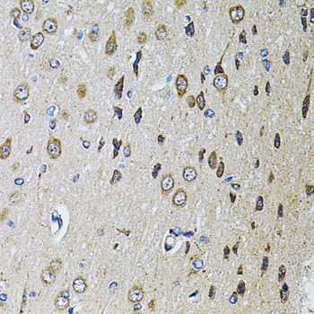 Immunohistochemistry of paraffin-embedded rat brain using PTPRE antibody  at dilution of 1:100 