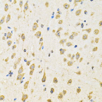 Immunohistochemistry of paraffin-embedded mouse brain using PTPRE antibody  at dilution of 1:100 