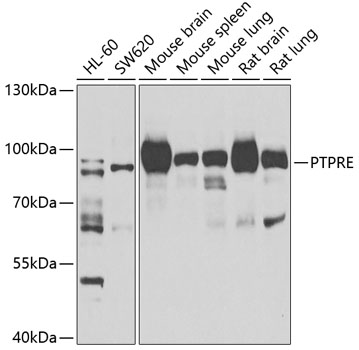 Western blot analysis of extracts of various cell lines, using PTPRE antibody  at 1:1000 dilution