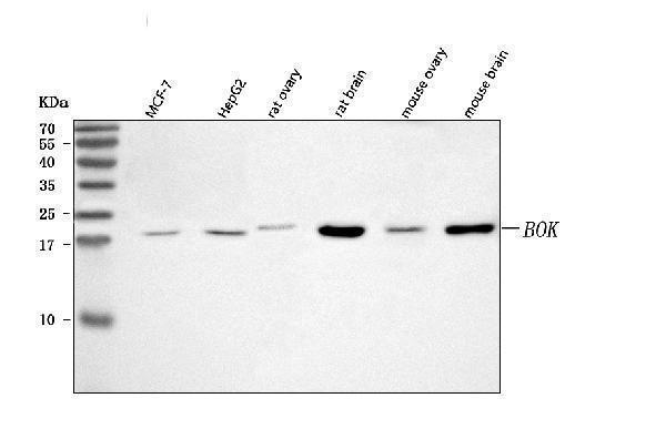  Western blot analysis of BOK using anti-BOK antibody (A05577-3)