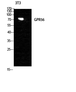 Western Blot analysis of NIH-3T3 cells using GPR56 Polyclonal Antibody diluted at 1:1000