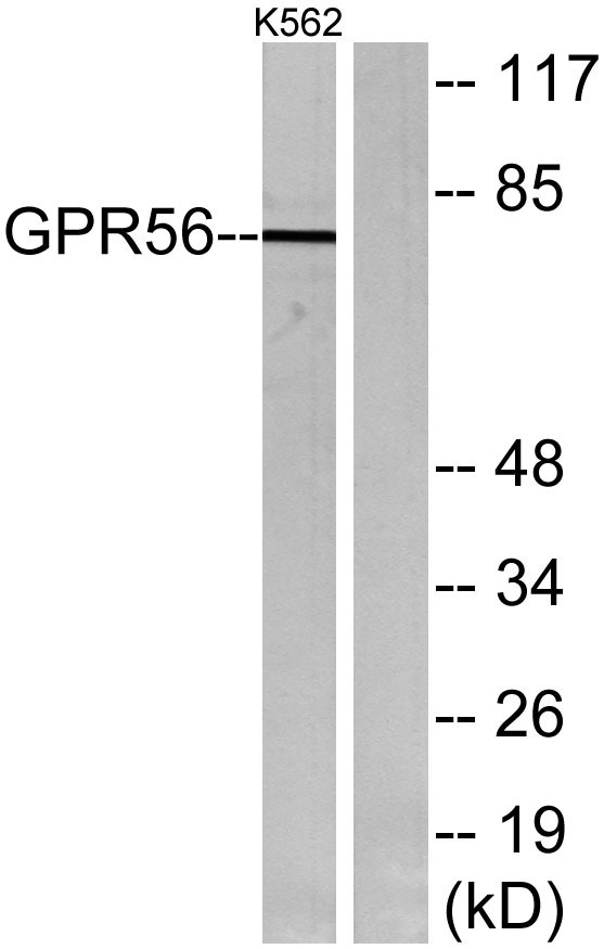 Western blot analysis of lysates from K562 cells, using GPR56 Antibody