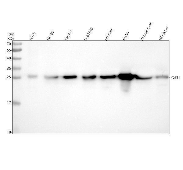 Western blot analysis of Phosphoserine/PSPH using anti-Phosphoserine/PSPH antibody (A05579-2)