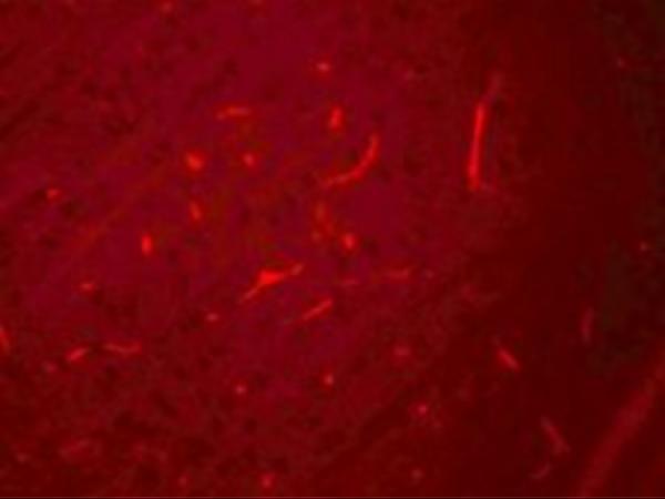 a05580 1 sik3 primary antibodies if testing 2