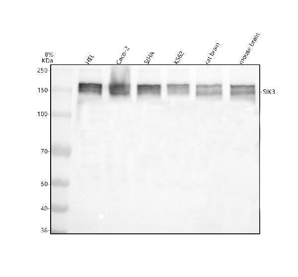 a05580 2 sik3 primary antibodies wb testing 1
