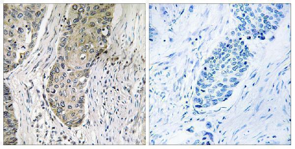 a05580 sik3 primary antibodyes ihc testing 2