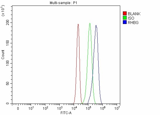  Flow Cytometry analysis of RT4 cells using anti-RHBG antibody (A05585-1)