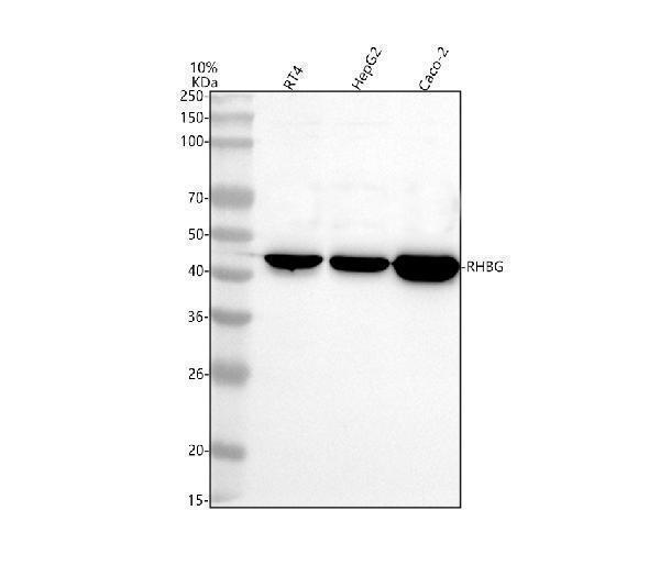  Western blot analysis of RHBG using anti-RHBG antibody (A05585-1)