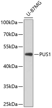 Western blot analysis of extracts of U-87MG cells, using PUS1 antibody  at 1:3000 dilution