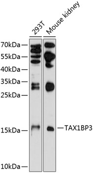 a05588 tax1bp3 primary antiboties wb testing 1