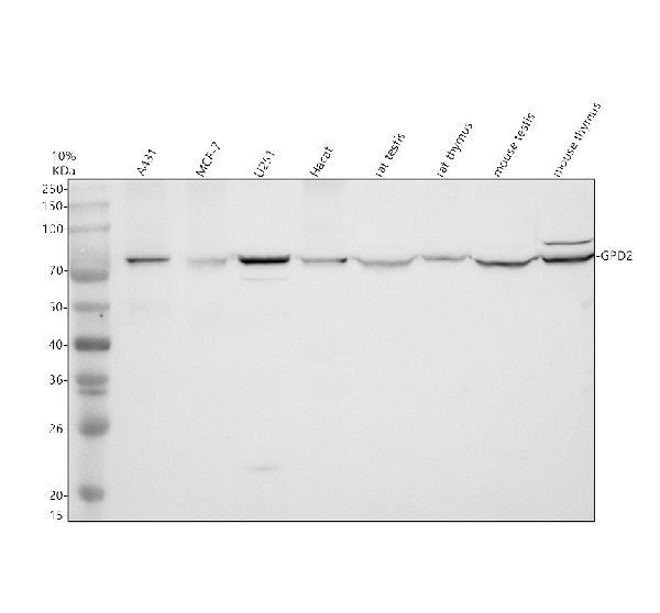 Western blot analysis of GPD2 using anti-GPD2 antibody (A05589-1)